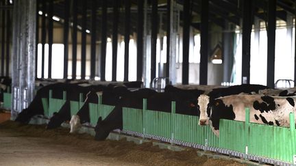 La ferme des 1000 vaches &agrave; Drucatdans la Somme. (FRANCOIS NASCIMBENI / AFP)