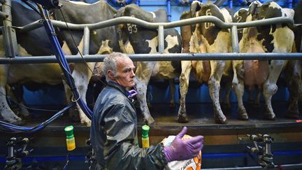  (Une exploitation laitière à Balfron. Une partie de la filière agro-alimentaire redoute les conséquences du Brexit. © Jeff J Mitchell/Getty Images)