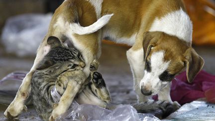 L'&eacute;tude a mis en &eacute;vidence un d&eacute;clin des esp&egrave;ces canines lors de l'apparition des anc&ecirc;tres de chats en Am&eacute;rique du Nord, il y a 20 millions d'ann&eacute;es. (RAFIQ MAQBOOL / AP / SIPA)