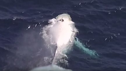 Californie : une baleine bleue piégée dans un filet de pêche