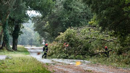 Des techniciens évacuent des arbres couchés sur la chaussée après le passage de la tempête Amélie, près de Hossegor (Landes), le 3 novembre 2019. (JEROME GILLES / NURPHOTO / AFP)