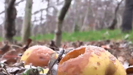 Le froid qui saisit les campagnes est une bonne nouvelle pour les arbres fruitiers. Il les renforce et élimine les parasites. Explications. (France 2)