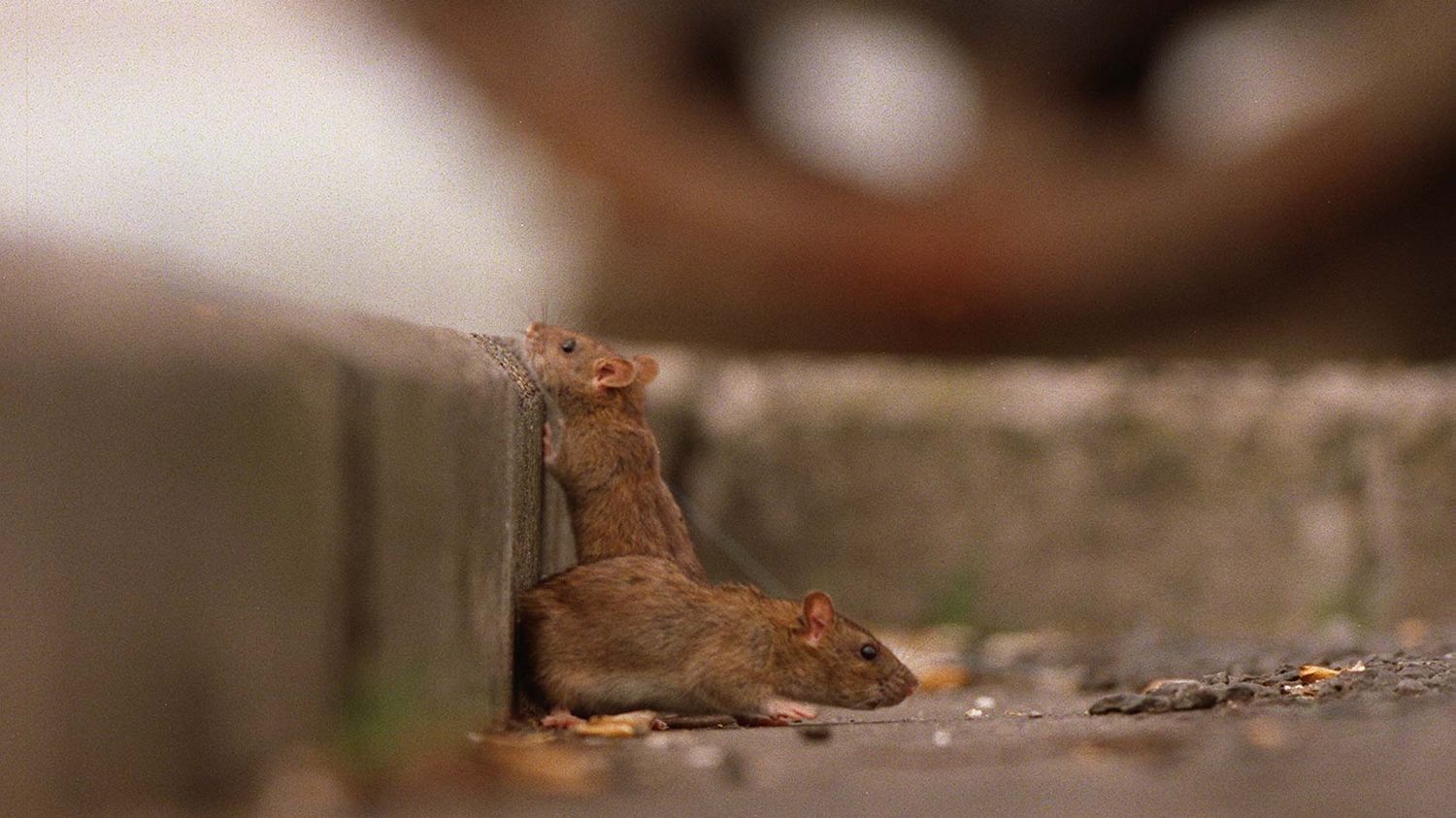 La Nouvelle Z lande veut radiquer les rats d ici 2050