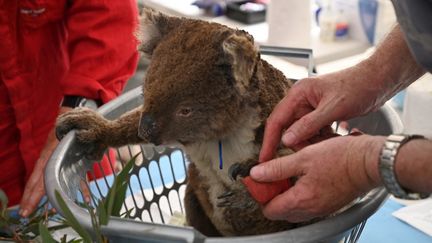 Un koala soigné pour sa patte blessée le 14 janvier 2020 dans les îles Kangourous (Australie). (PETER PARKS / AFP)
