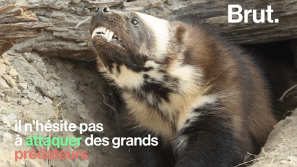 On l’appelle le "wolverine" en anglais et c’est l’animal le plus impitoyable du Grand Nord. Voici le glouton.