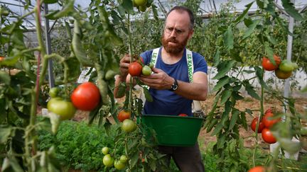 Un maraîcher cultive ses tomates, le 21 septembre 2018 à Trémargat (Côtes-d'Armor). (FRED TANNEAU / AFP)