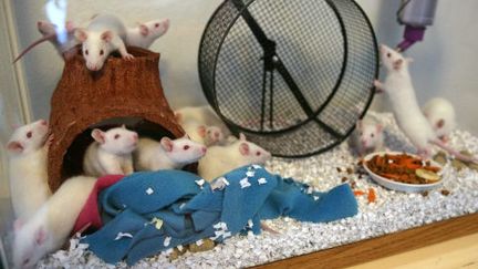 Des rats dans leur cage en Alaska (Etats-Unis), le 11 novembre 2011. (SAM HARREL / NBC / AP / SIPA)