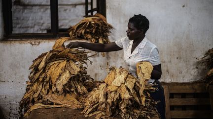 Une employée trie les feuilles de tabac dans une ferme de Zomba, au Malawi en mai 2014. (GIANLUIGI GUERCIA / AFP)