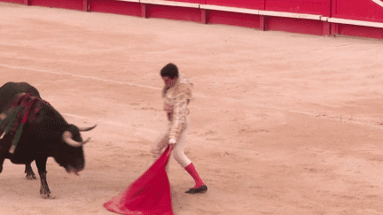 Bien-être animal : le débat autour de l'interdiction de la corrida à nouveau dans l’arène (France 2)