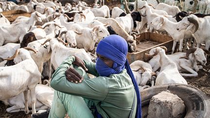 "Les Sénégalais sont de bons musulmans. Et il ne faut pas oublier que le mot sacrifice a un sens. Un hadith (extrait d'un recueil des traditions relatives aux actes et paroles du prophète Mahomet) dit que l'éleveur, au moment de Tabaski, doit immoler son bélier le plus costaud, celui qui a le plus de viande, qui est le plus gras. On ne sacrifie pas n'importe quoi", déclare un éleveur.&nbsp;&nbsp; (JOHN WESSELS / AFP)