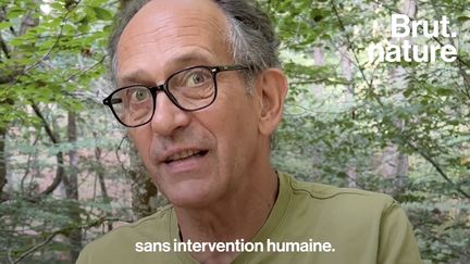 Pour protéger des parcelles de forêts des activités humaines les Vosges, Jean-François Petit a décidé de les racheter à différents propriétaires avec son association Libre Forêt. Pour Brut, il explique l’importance de préserver les arbres et leur biodiversité.