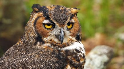 Un&nbsp;hibou grand-duc en Floride (Etats-Unis). (MAXPPP)