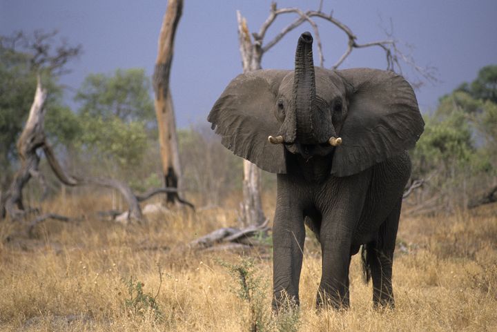 Chaque année, près de 30 000 pachydermes sont sacrifiés pour leurs défenses.&nbsp; (NEVEU / HORIZONFEATURES / AFP)