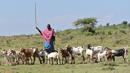 Un berger surveille un troupeau de chèvres dans le comté de Laikipia (ouest du Kenya), le 6 août 2019. (TONY KARUMBA / AFP)