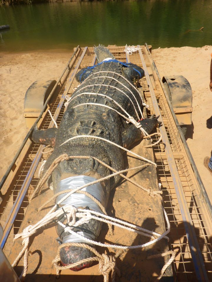 Les gardes forestiers du Territoire du Nord (Australie) ont capturé un énorme crocodile marin de 600 kilogrammes, le 9 juillet 2018. (NORTHERN TERRITORY PARKS AND WILDLIFE / AFP)