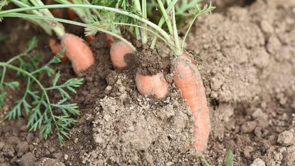 Les pertes sont importantes chez les producteurs de fruits et légumes en cet été 2022 marqué par la sécheresse. (JEAN-LUC FLEMAL / MAXPPP)