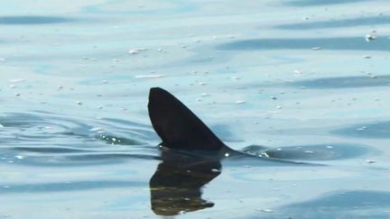 À Hyères, dans le Var, un requin bleu rôde près de la plage.&nbsp;Ses 2 mètres de long sont très impressionnants.&nbsp;Ce squale est toutefois inoffensif.&nbsp;Il s'agit d'une femelle qui s'est perdue.&nbsp;Les spécialistes l'ont donc placée sous étroite surveillance. (FRANCE 3)