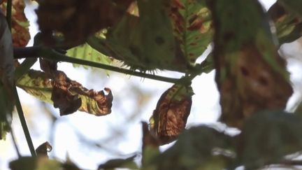 En France, les fortes chaleurs aggravent la sécheresse qui sévit sur tout le territoire,&nbsp;avec déjà des conséquences sur la faune et la flore. (FRANCEINFO)