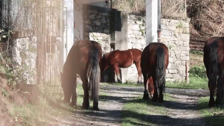 Italie : quand les chevaux sauvages descendent chez les habitants