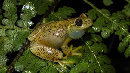 Une photo de l'Hyloscirtus Japreria diffusée, le 27 mars 2018, par le musée d'histoire naturelle du Venezuela.&nbsp; (FERNANDO ROJAS-RUNJAIC / LA SALLE NATURAL HISTORY MUSEUM / AFP)