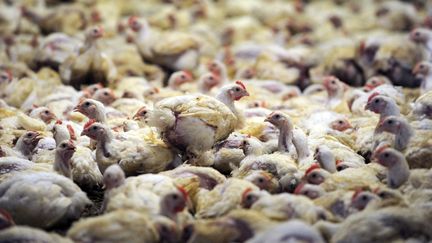 Un élevage de poulets en batterie, à Plougoulm, dans le Finistère. (Illustration) (FRED TANNEAU / AFP)