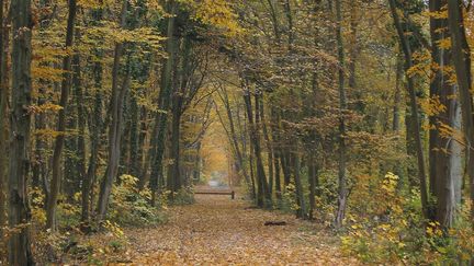 La forêt de Sénart (Essonne et Seine-et-Marne), où un homme est soupçonné d'avoir perpétré une trentaine de viols ou tentatives entre 1995 et 2001. (DIDIER SEMENT / BIOSPHOTO / AFP)