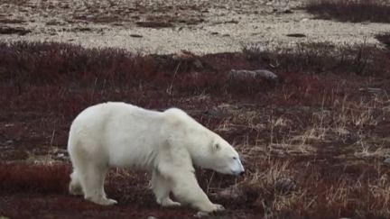 Au Canada, dans les régions les plus reculées, les ours polaires doivent lutter pour survivre.&nbsp; (FRANCEINFO)