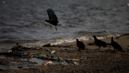 Des oiseaux se nourrissent parmis les d&eacute;chets de la plage de Bica, sur la baie de Guanabara de Rio (Br&eacute;sil), le 25 mars 2015. (RICARDO MORAES / REUTERS)