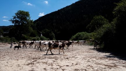 L'assèchement de la rivière Doubs, dans le département du même nom, en juillet 2020. (SEBASTIEN BOZON / AFP)