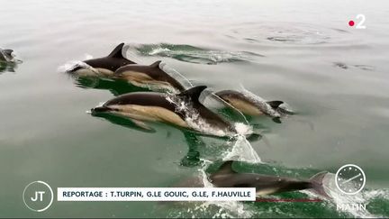 Des dauphins dans la Manche. (France 2)