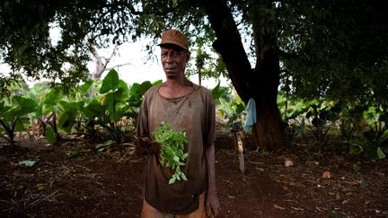 Mais si depuis 2009, la sorcellerie reste prohibée, cette interdiction a été levée en 2012 pour les mnanga. Car pour soigner leurs patients, ces derniers n'ont recours, en dehors des plantes, qu'aux textes sacrés du Coran et à des massages. (NICKY MORAN WOO / REUTERS)