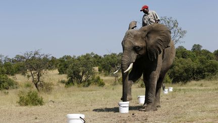 Un &eacute;l&eacute;phant lors d'une d&eacute;monstration de d&eacute;tection d'engin explosif, le 20 f&eacute;vrier 2015 &agrave; Johannesburg (Afrique du Sud). (SIPHIWE SIBEKO / REUTERS)