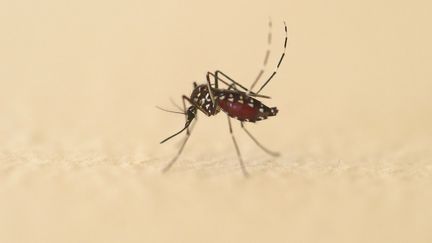 A tiger mosquito, vector of dengue transmission, June 11, 2020. (SEBASTIEN LAPEYRERE / AFP)