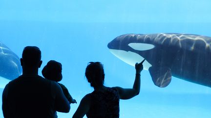 L'orque Lolita a vécu 53 ans en captivité, faisant le spectacle au visiteur du Seaquarium de Miami (Floride). Photo d'illustration. (BENEDEK / E+)