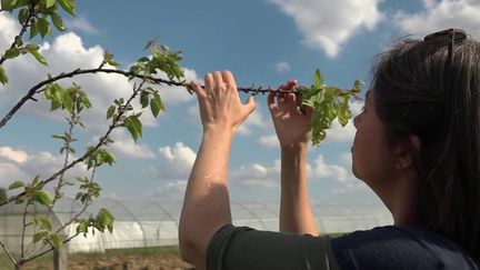 Intempéries : des agriculteurs à la recherche de plantes résistantes aux aléas climatiques&nbsp; (France 2)