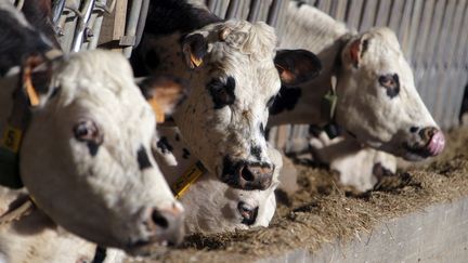 Des vaches dans une ferme à Hauteville-la-Guichard dans la Manche, en 2014. Illustration. (CHARLY TRIBALLEAU / AFP)