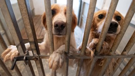 Deux chiens abandonnés attendent un nouveau propriétaire dans un refuge à Périgueux (Dordogne), en octobre 2022. Photo d'illustration. (ROMAIN LONGIERAS / HANS LUCAS)