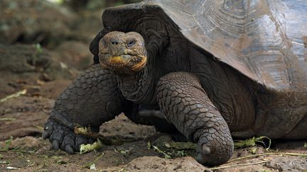 Une tortue géante d'une autre espèce sur l'île de San Cristobal, qui fait partie de l'archipel des Galapagos (Equateur), le 29 mai 2017. (MARTIN RIETZE / AFP)