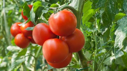 &nbsp; (Les plants de tomates greffés permettent souvent une récolte plus précoce © Dusan Kostic / fotolia)