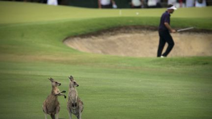 Des kangourous assistent au tournoi de golf de Coolum (Australie), le 24 novembre 2011. (PATRICK HAMILTON / AFP)