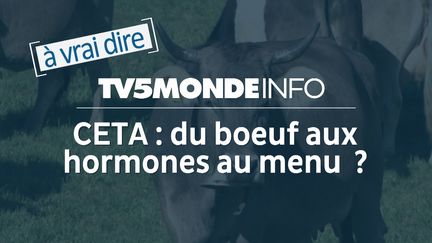 Capture d'écran (TV5MONDE)