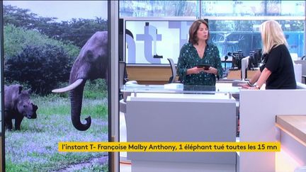 L'instant T de Françoise Malby Anthony et des éléphants.