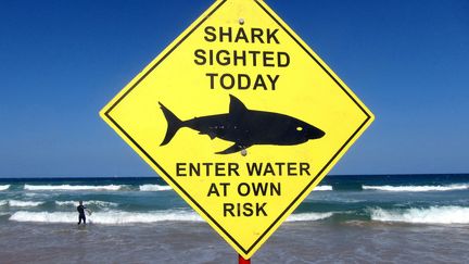 Un surfeur près d'un panneau qui alerte sur la présence de requins sur la plage de Manly près de Sydney (Australie), le 24 novembre 2015. (DAVID GRAY / REUTERS)