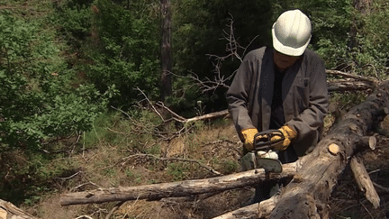 Les forêts aussi souffrent de la sécheresse. En Haute-Loire, 10 à 15% des arbres sont en train de mourir. Les forestiers doivent trouver les essences de demain. (France 3)