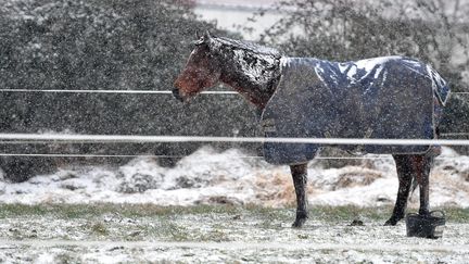 Dans les écuries de Pont-à-Marcq (Nord), les chevaux&nbsp;trottent dans la neige. (MAXPPP)