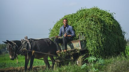 Le 26 novembre 2018, un agriculteur utilise son cheval pour le transport dans le village de Kafr al-Dawar, dans le nord du Delta de l'Égypte, dans le nord de l'Égypte. (MOHAMED EL-SHAHED / AFP)