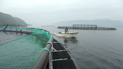 Une ferme d'élevage de saumons de Mowi, le 11 septembre 2014 en Norvège. (ERIC PIERMONT / AFP)