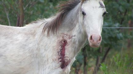 Une jument engrossée pour prélever son sang dans une ferme d'Amérique latine. (Animal Welfare Foundation) (Animal Welfare Foundation)