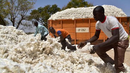 Des ouvriers&nbsp;burkinabès emballent&nbsp;du coton le 3 mars 2017 à Boromo, dans le centre du Burkina Faso.&nbsp; (ISSOUF SANOGO / AFP)