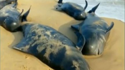 VIDEO. Des dizaines de baleines échouées sur une plage dans le sud de l'Inde